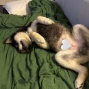 프리펫스 반려견 아카데미 안산캠퍼스 이미지