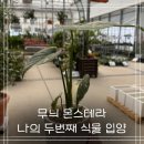 부여군산림조합 임산물유통센터 | 무늬 몬스테라 입양_나의 두 번째 식물ㅣ천안 화훼농원 추천 (천안시 산림조합 임산물 유통센터)