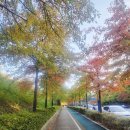 마로니에공원 | &#34;울산에서 가을 힐링 쌉가능?&#34; 문수 마로니에 공원 산책 후기 ft. 바스락 낙엽 소리 ASMR