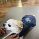 사암로L | “폐하 납시오~!” 장군이의 첫 군룡포 한복 착용기 (feat. 다이소 5천원)