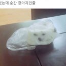 식탁에 떡 있는데 순간 강아지인줄.jpg 이미지