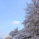 백석근린공원 | 대전 벚꽃 명소 대전테미문학관 야구장 근처 테미공원 만개 실시간 상황 주차