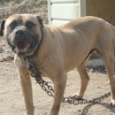 호랑이농장 이미지