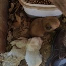 강이랑 아지랑 이미지