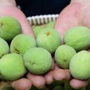 다름 과일 이미지