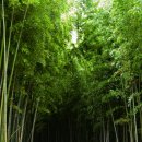 담양여행 이미지