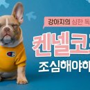 강아지컨넬