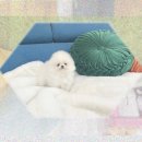 이모네 강아지 | 통영강아지보호소 이모의 추천! 유기견카페와 달랐다