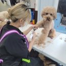 위위그루밍 이미지