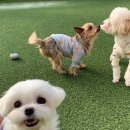 슈라즈하우스 이미지