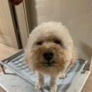 멍꾸르 | 광주 애견 수제간식 전문점, 멍꾸르에서 꼬망이 간식샀어유 ෆ