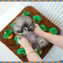 강아지분양 테디럽 이미지