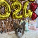 댕실댕실 이미지