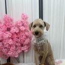 젤리펫살롱 with 아로마 이미지