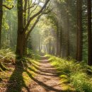 평택시 푸른도시사업소 산림녹지과,공원과, 복도 | 휠체어, 유모차도 함께 숲길 산책! 전국 무장애나눔길 조성 현황 | 2026 한국산림복지진흥원 제공