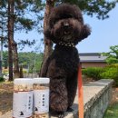 견묘양처 이미지