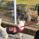 그루비독 이미지