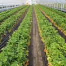 용진2농장 이미지