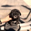 스타일독앤캣 강아지고양이 부천본점 | 옹진강아지분양 신비로운 반려견 세상으로 여러분을 초대합니다