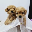 향남펫살롱 이미지