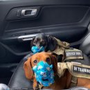 (주)코로나펫 이미지