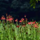 사화로-2 이미지