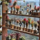 가드닝과 정원만들기 이미지