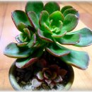 월금농장 이미지