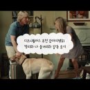 나의 강아지에게 | 디즈니플러스 추천 강아지영화 말리와 나 줄거리와 감동 후기