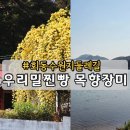 우리밀마을 | 부산 범어사역에서 우리밀찐빵 목향장미 회동수원지둘레길 금정구3-1 마을버스 시간표