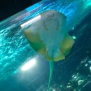 일중로 | 일산 수족관 카페 아쿠아가든 아기랑 가면 즐거운 이색카페 내돈내산 후기