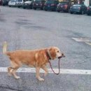 산책하는 강아지 이미지