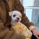 닥터에이스 동물병원 이미지