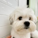 휴멍애견유치원 이미지