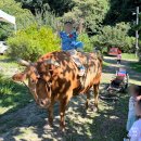 소소리농장 | 서울근교 아이랑 나들이 남양주 소소리 농장에서 자연과 함께 + 소타기 체험!(내돈내산 솔직후기)