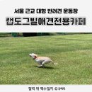 [연천] 서울근교애견운동장 / 랩도그빌반려견전용캠핑장 겸 카페 솔직후기