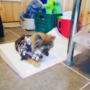 퍼피랜드애견카페 이미지