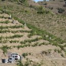 강화루비마을점 | 페레 보베, 셀레치오 에스페샬 비니에스 베예스(Ferrer Bobet, Seleccio Especial Vinyes Velles) 2017