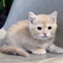 대구고양이분양 도레미캣 이미지