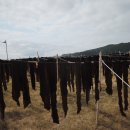 양포추어탕 | 해파랑길(9일차 : 감포항~구룡포항)