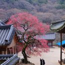 화엄사1로 이미지