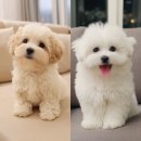 드림독 강아지분양 안심분양센터 인천점 | 인천강아지분양 버디독 안심분양센터 인천점 방문 고민 많던 30대 집사가 선택 기록