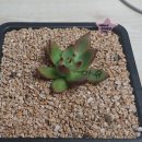 초롱슈퍼 이미지