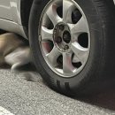 제리모터스 이미지