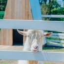 정우성목장 이미지