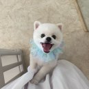 사르르몽몽 이미지