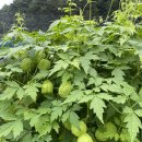 왕피천블루베리농원;까페 이미지