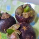 2025 최신 망고스틴 효능과 구매법 총정리 이미지