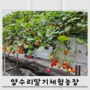 누리농장 | 서울근교아이와 경기도 양수리딸기체험농장 잼만들기 비오는날딸기따기