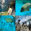 경포엔 | 강릉 실내 데이트코스 아기랑 가볼만한 곳 추천 경포아쿠아리움 후기